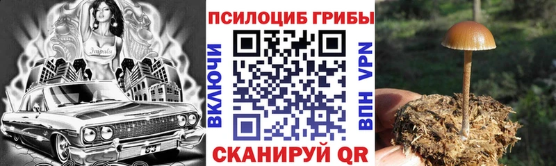 hydra   Малая Вишера  Галлюциногенные грибы Cubensis  где найти наркотики 